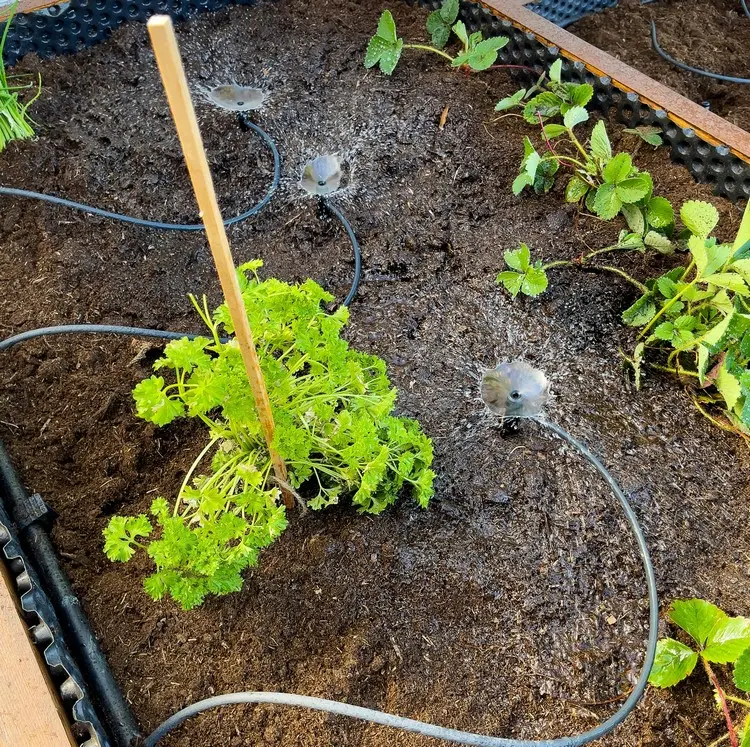 Einen halbschattigen bis sonnigen Standort für die beiden Nutzpflanzen