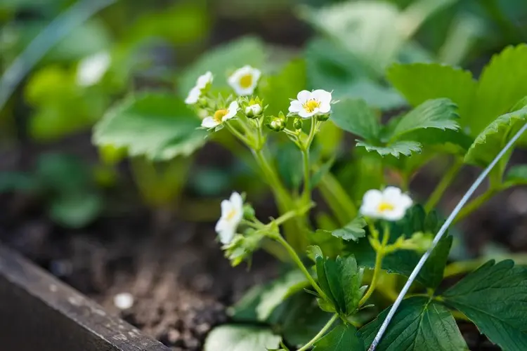 Erdbeeren dienen als lebendiger Mulch für die Petersilie