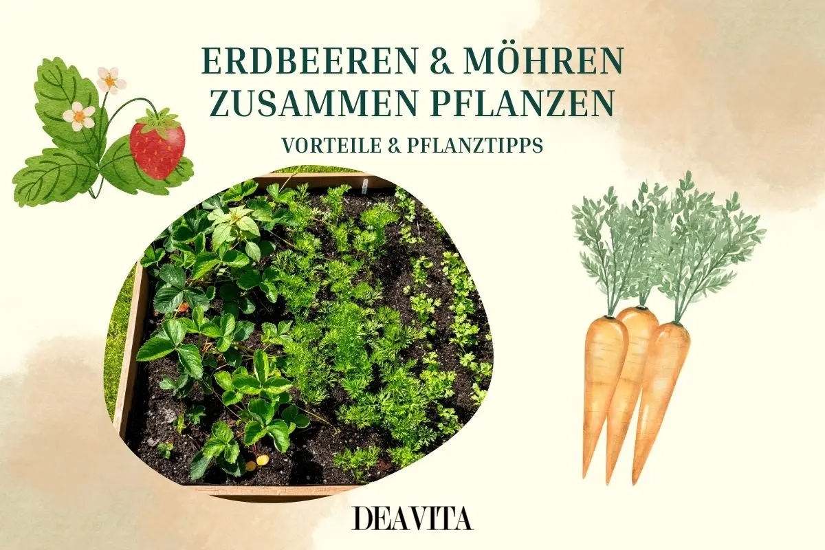 Erdbeeren und Möhren zusammen pflanzen - Vorteile und Tipps für die Kombi