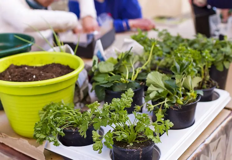 Erdbeerpflanzen und Kräuter müssen im richtigen Abstand gepflanzt werden