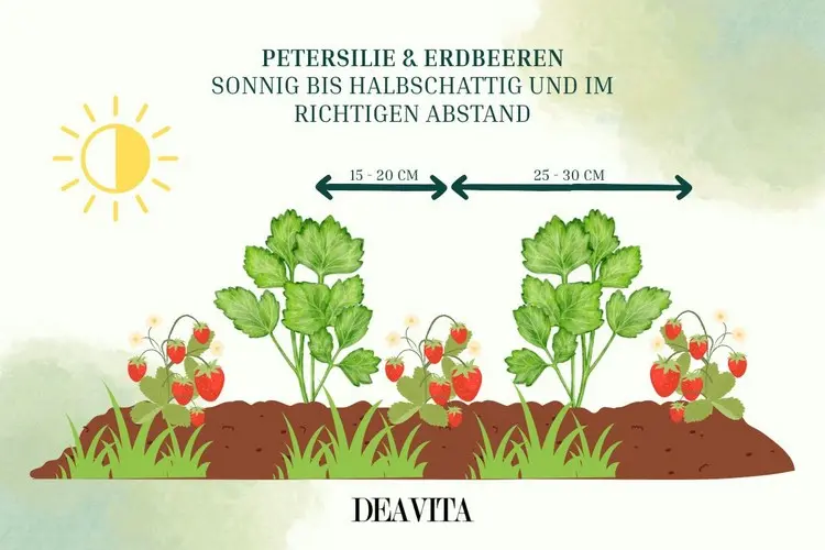 Erdbeerpflanzen wachsen in die Breite und brauchen Platz