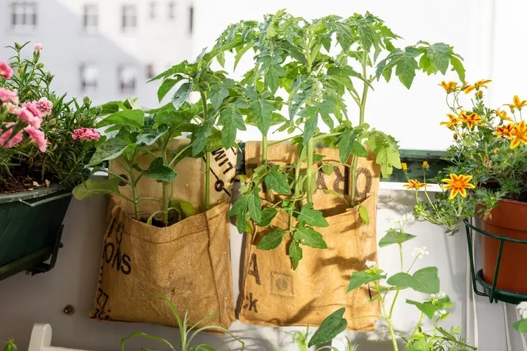 Für Pflanzsäcke eignen sich Buschtomaten, Kirschtomaten und Ampeltomaten