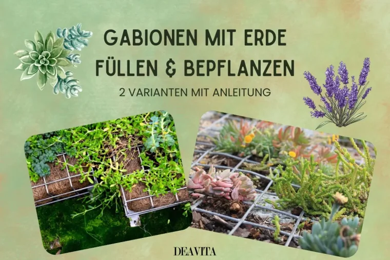 Gabionen mit Erde füllen und bepflanzen für einen vertikalen Garten