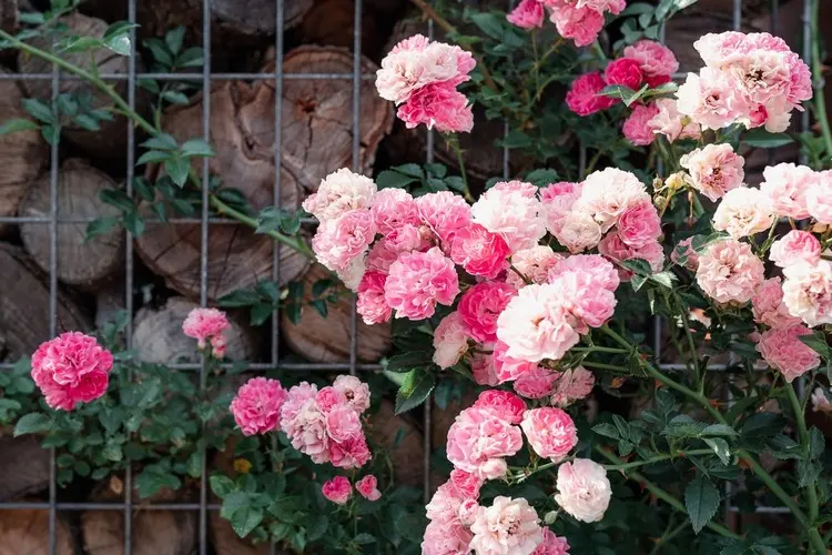 Gabionen mit Holz statt Stein gefüllt und mit Rosen bepflanzt