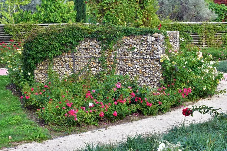 Gabionenwand als Deko-Element im Garten mit Wildem Wein