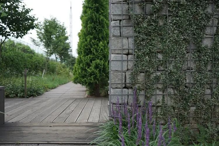 Gabionenwand mit Pflanzen gestalten für eine natürliche Optik