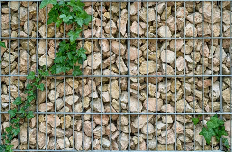 Gabionenzaun begrünen mit Efeu und anderen mehrjährigen Kletterpflanzen