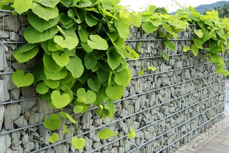 Gabionenzaun begrünen mit hängenden Pflanzen von oben