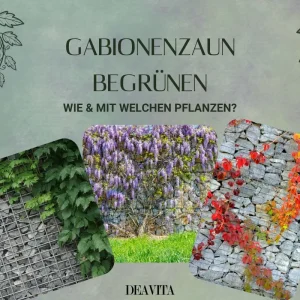 Gabionenzaun begrünen mit Kletterpflanzen, Hängepflanzen und Topfpflanzen