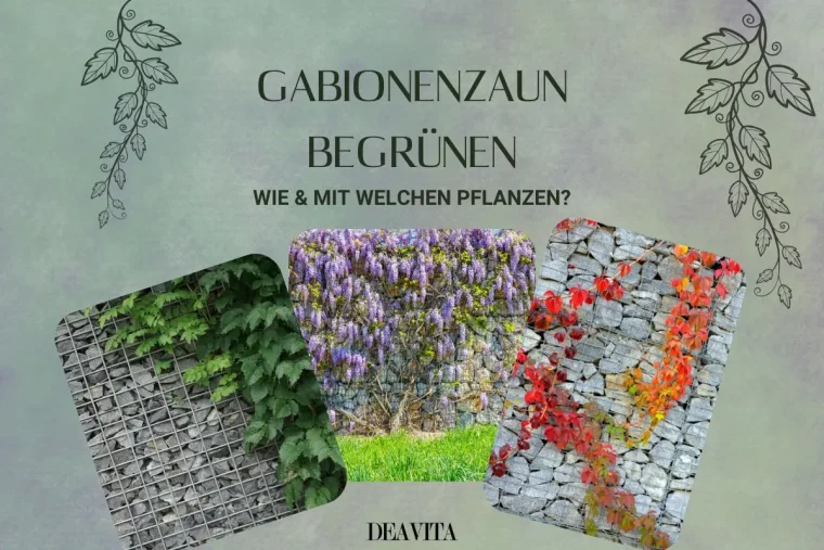 Gabionenzaun begrünen mit Kletterpflanzen, Hängepflanzen und Topfpflanzen