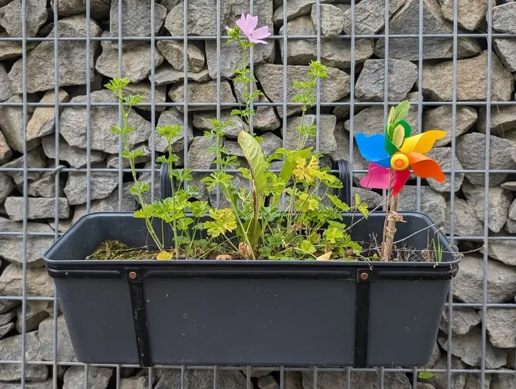 Gabionenzaun begrünen mit Töpfen und Kästen voll Blumen oder Kräuter