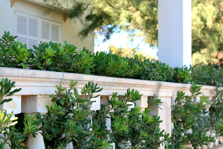 geländer aus stein mit büschen als sichtschutz