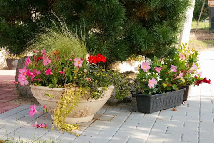 Geranien und Federgras zusammen pflanzen jasrim