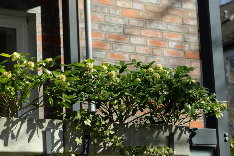 grüne sträucher mit blumen auf dem balkon als sichtschutz