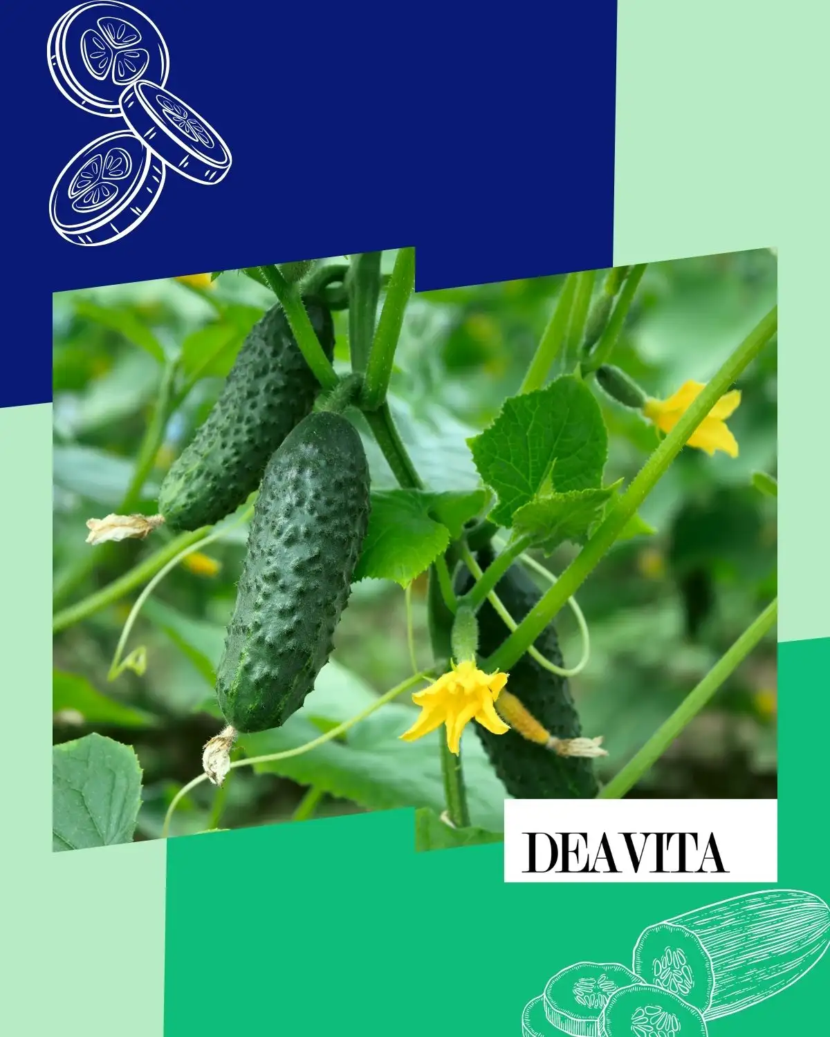 Gurken im Halbschatten einpflanzen für reiche Erträge