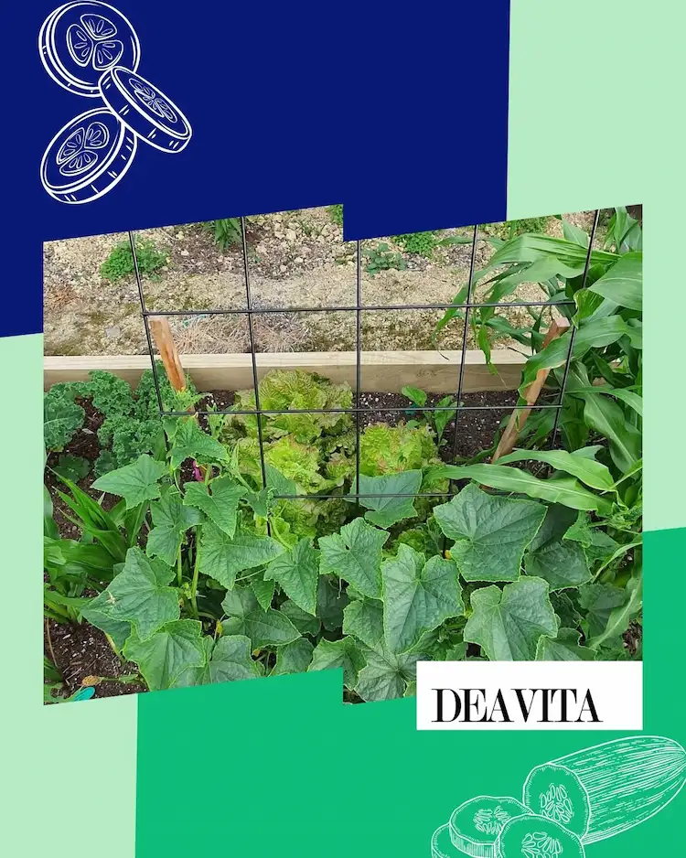 Gurken im Halbschatten pflanzen nützliche Tipps