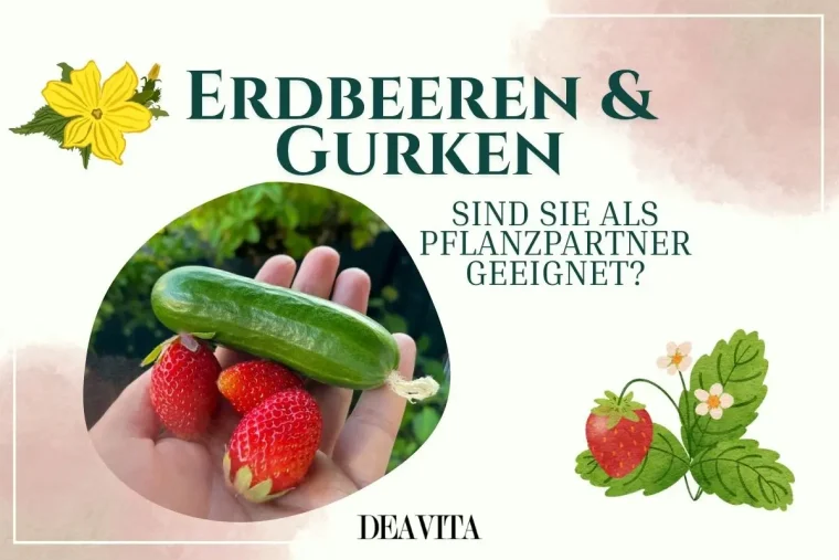 Gurken und Erdbeeren zusammen pflanzen - Das sollten Sie beachten, damit es gelingt