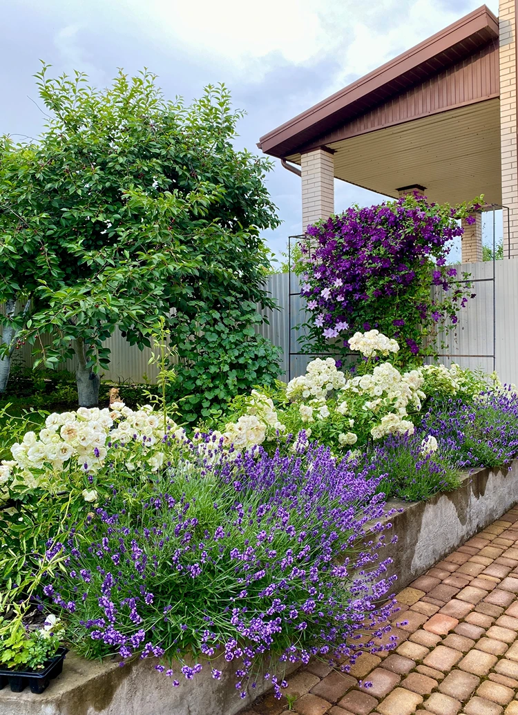 hochbeet mit weiß blühenden rosen und üppigem lavendel – modern und romantisch