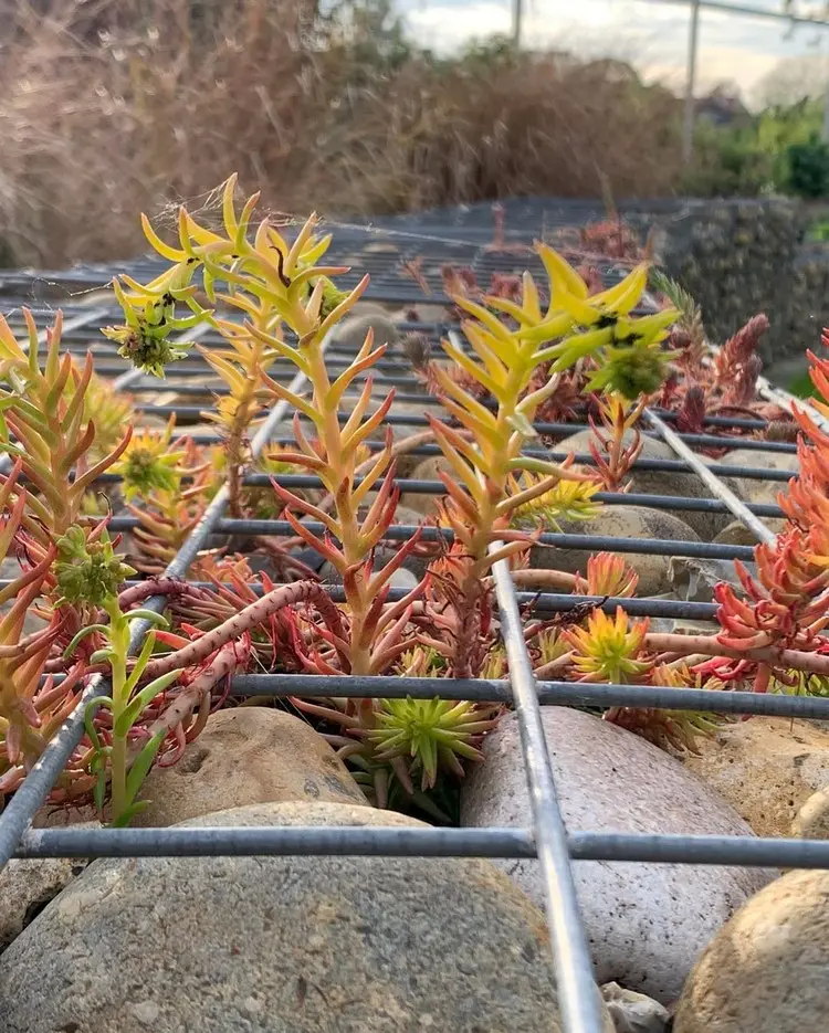Idee für begrünte Sichtschutzwände aus Drahtkörben mit Ziersteinen