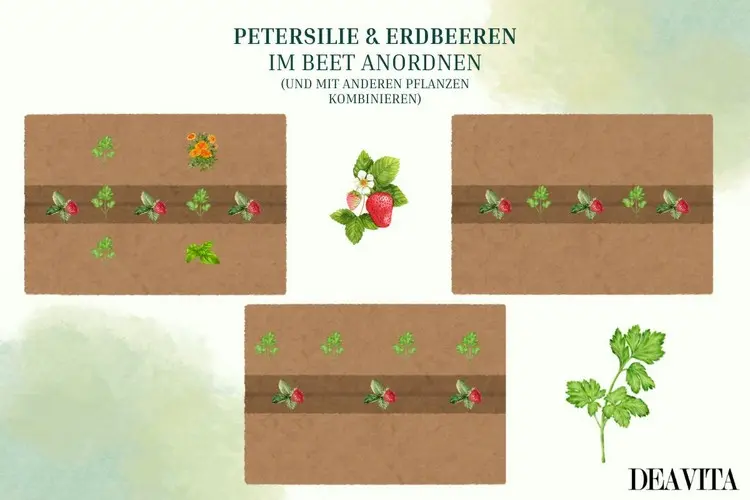 In welcher Anordnung man im Beet Petersilie und Erdbeeren zusammen pflanzen kann