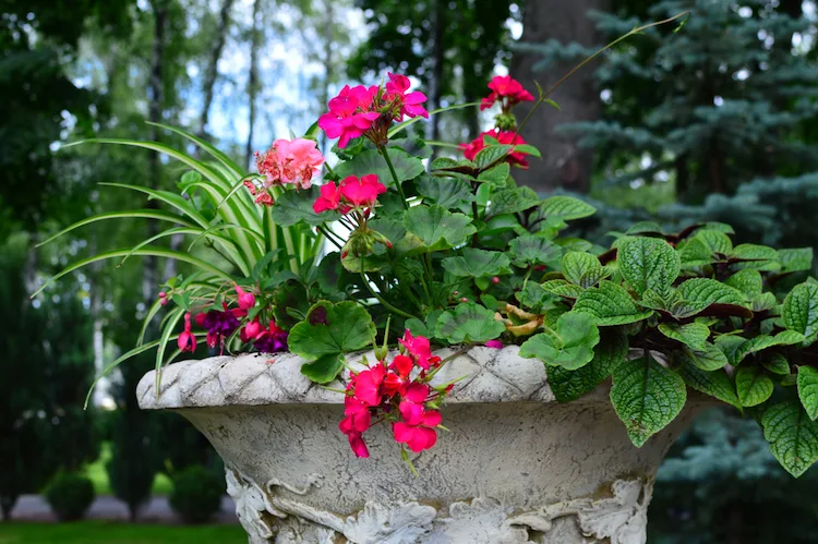 Japan Gold Segge und Geranien im Kübel kombinieren Elena Bandurka