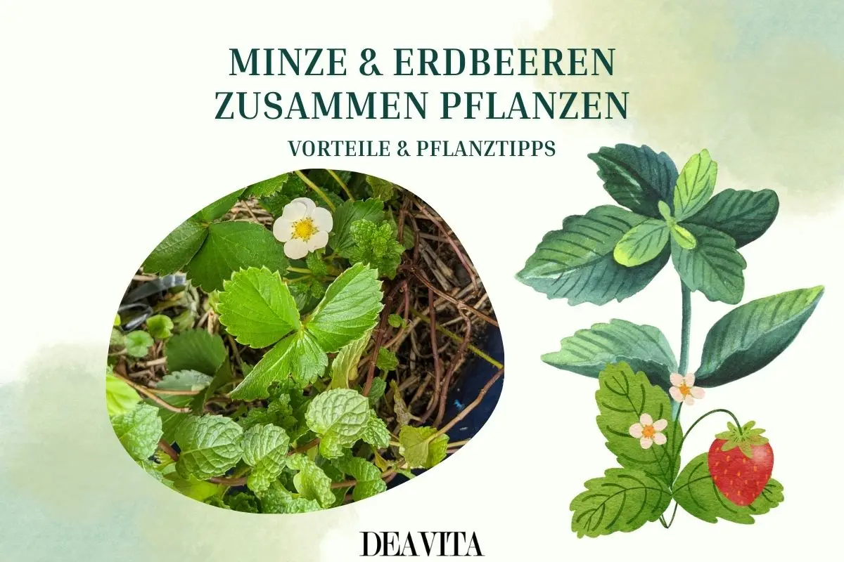Kann man Erdbeeren und Minze zusammen pflanzen oder sind sie nicht als Pflanzpartner geeignet