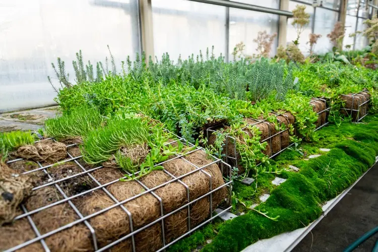 Kleinere Drahtkörbe als Dekoelemente im Garten bepflanzen