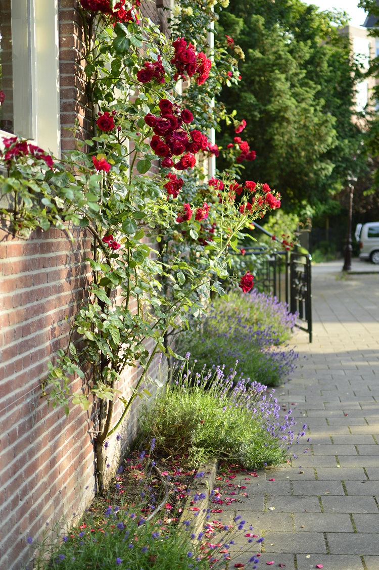 kletterrosen und lavendel im schmalen pflanzstreifen an der hauswand