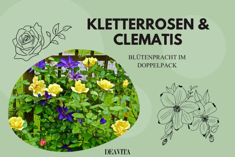 kletterrossen und clematis blütenpracht im doppelpack