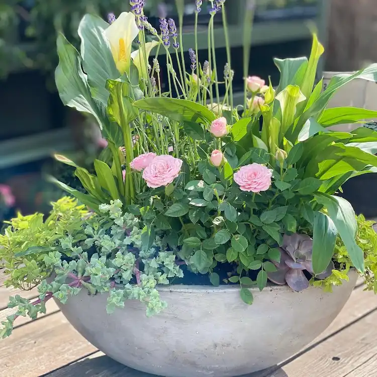 Lavendel mit Rosen und Sukkulenten und Zantedeschien und Oregano