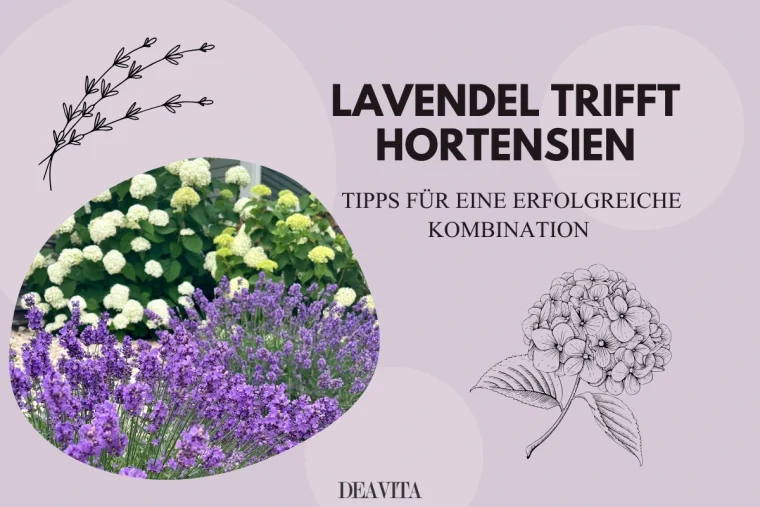 lavendel trifft hortensien tipps für erfolgreiche kobination