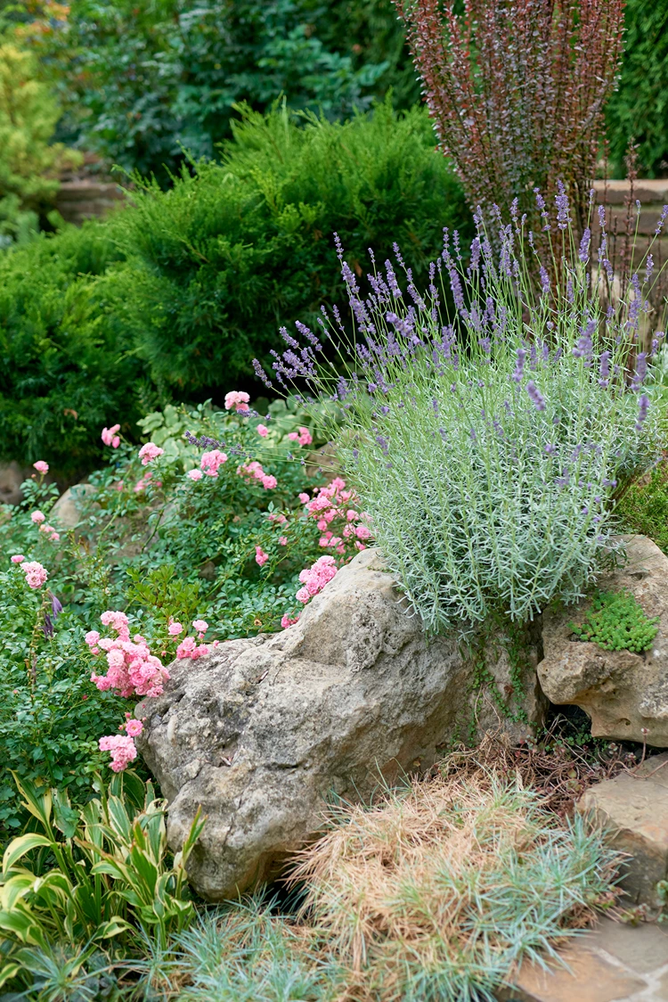 lavendel und rosa beetrosen im naturnahen steingarten mit findling