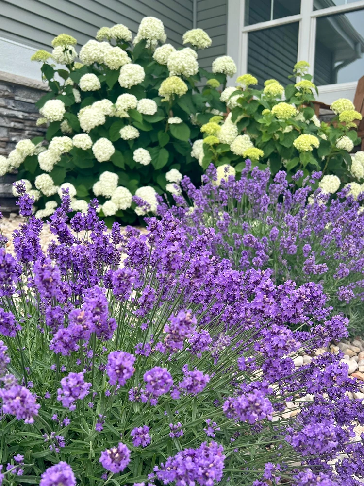 lavendel und weiße hortensien nebeneinander