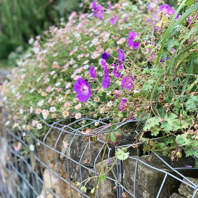 Liste mit geeigneten Pflanzenarten für begrünte Gabionenmauern