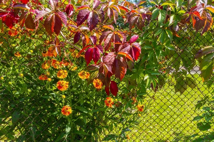 Maschendrahtzaun dekorieren mit Kletterpflanzen oder hohen Sträuchern
