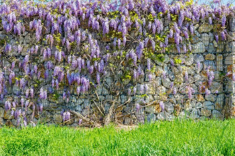 Mit Blauregen einen stabilen Gabionenzaun begrünen