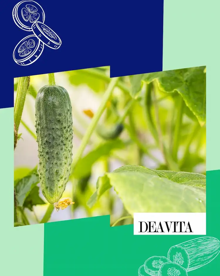 Nutzpflanzen für sonnige und halbschattige Standorte - Gurken