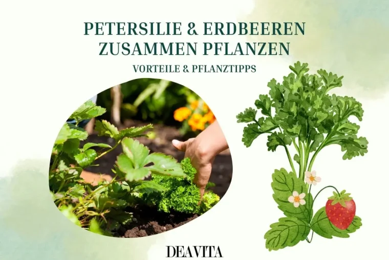Petersilie und Erdbeeren zusammen pflanzen - Das perfekte Duo mit vielen Vorteilen