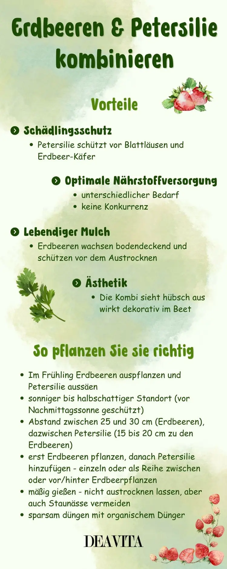 Petersilie und Erdbeeren zusammen pflanzen - Infografik mit dem Wichtigsten in Kürze