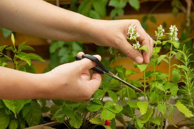 Pfefferminze ist invasiv und muss regelmäßig geerntet werden für einen üppigen Wuchs