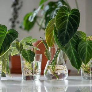 Pflanzen vermehren mit selbstgemachten Wurzelhormon