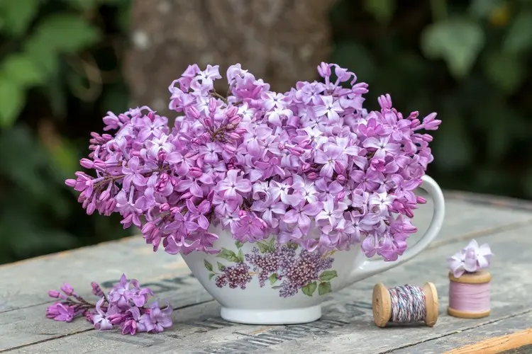 Porzellanschüssel mit Steckschaum befüllen und Fliederblüten stecken