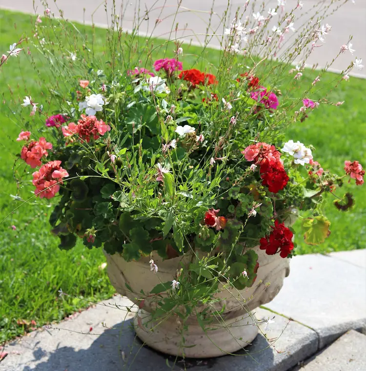 Prachtkerze und Geranie kombinieren Tipps