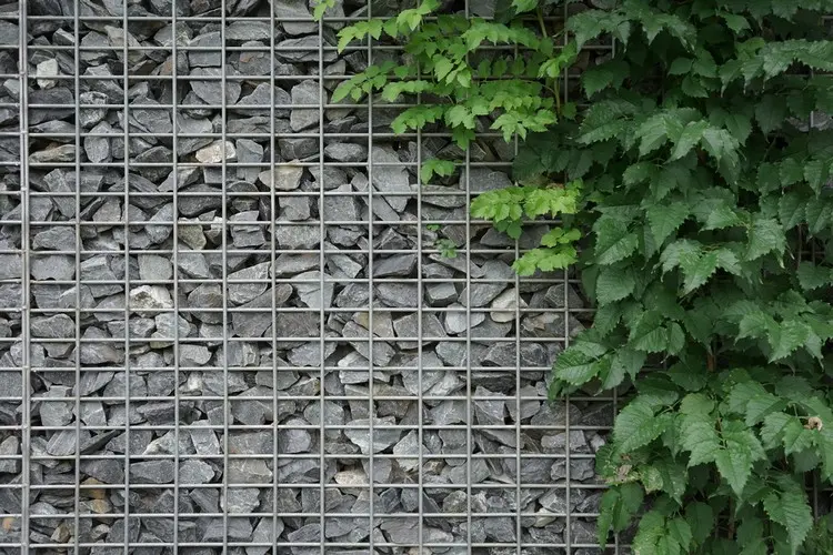 Rankende Pflanze vor die Wand pflanzen und bei Bedarf nach oben leiten