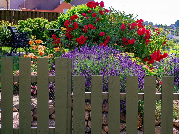 rosen lavendel kombination hinter holzzaun im ländlichen garten