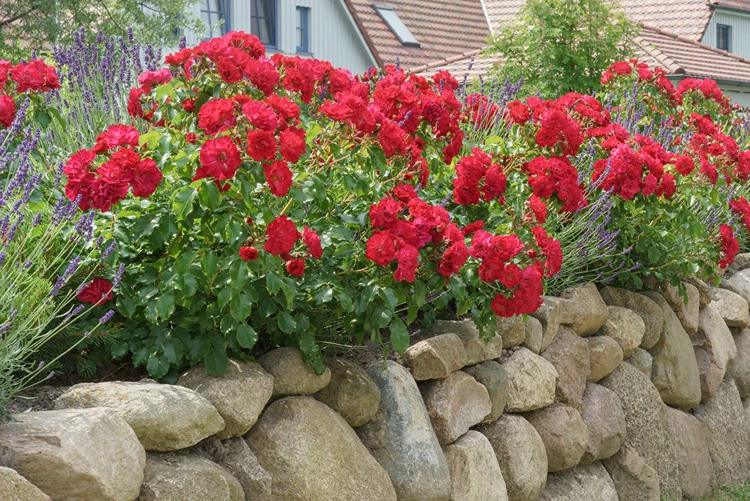 rosen und lavendel auf einer trockenmauer – perfektes duo für sonnige hänge