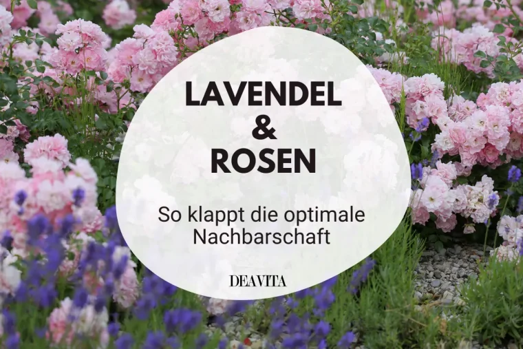 rosen und lavendel zusammen pflanzen