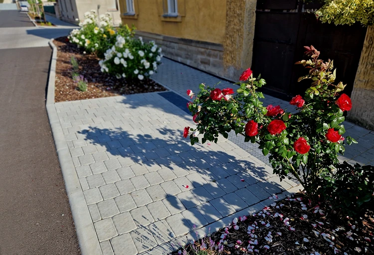 rosenbepflanzung im städtischen straßenbeet mit lavendelakzenten