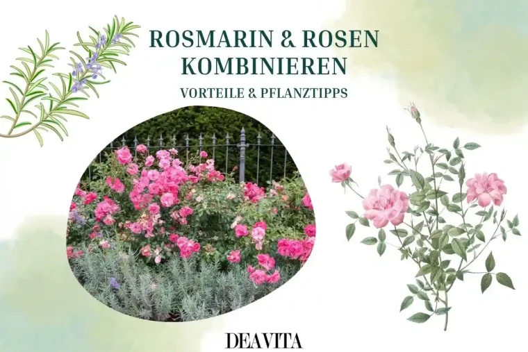 Rosmarin und Rosen richtig kombinieren - Tipps zu Sorten und Pflanzabstand