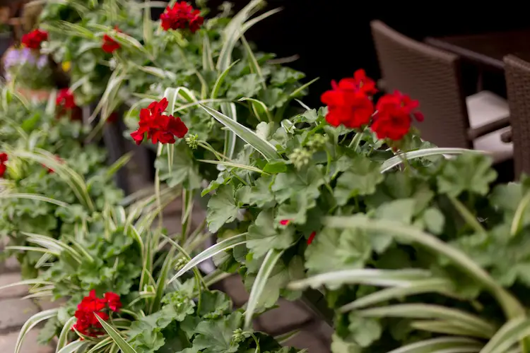 rote Geranien und grünweiße Segge zusammenpflanzen 